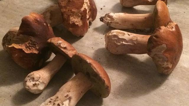 Régal d'automne : le velouté de cèpes